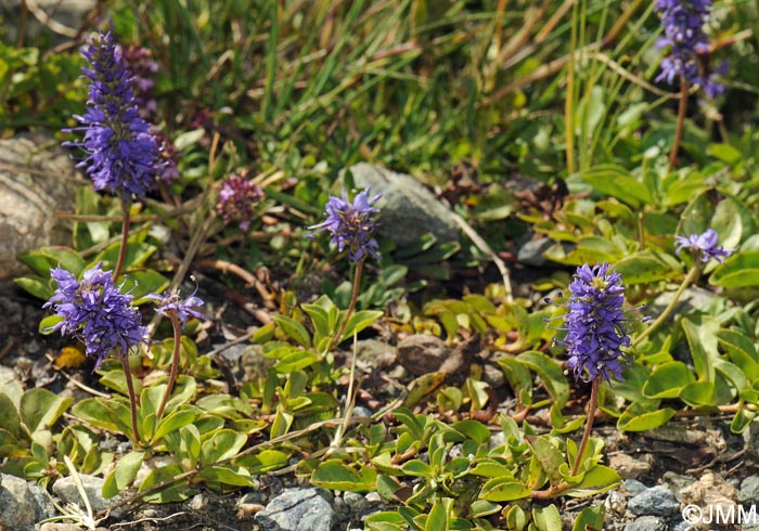 Veronica allionii