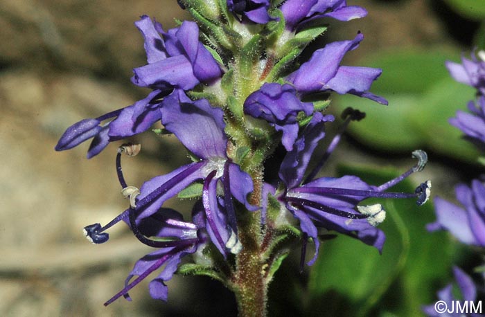 Veronica allionii