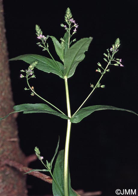 Veronica anagallis-aquatica