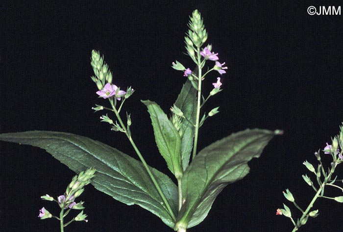 Veronica anagallis-aquatica