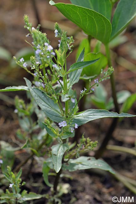 Veronica anagallis-aquatica