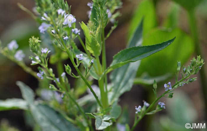 Veronica anagallis-aquatica