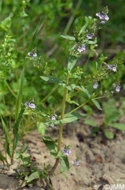 Veronica anagallis-aquatica