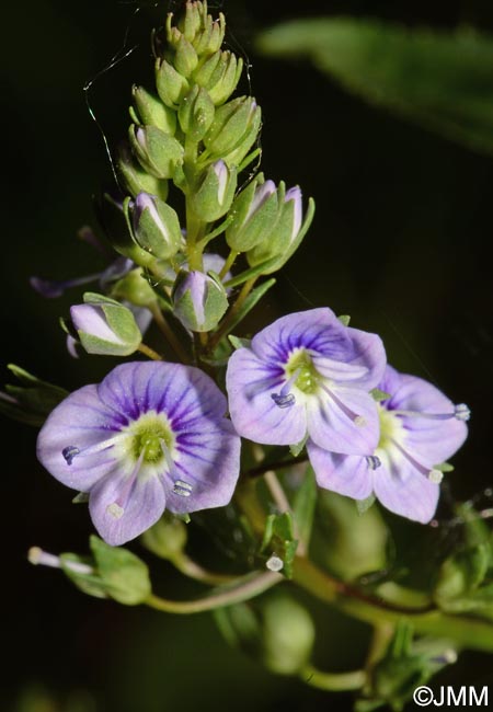 Veronica anagallis-aquatica