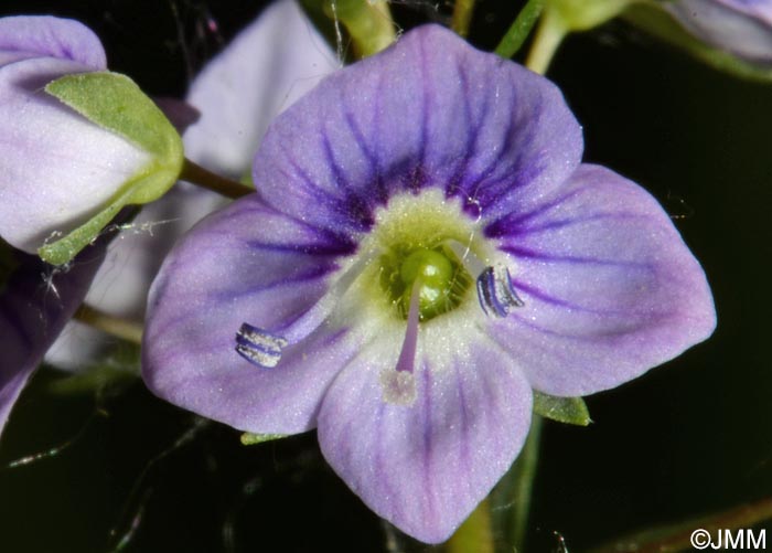 Veronica anagallis-aquatica