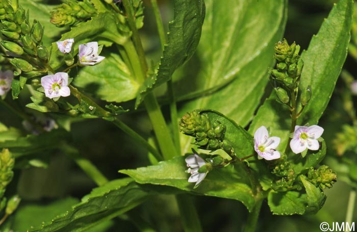 Veronica anagalloides