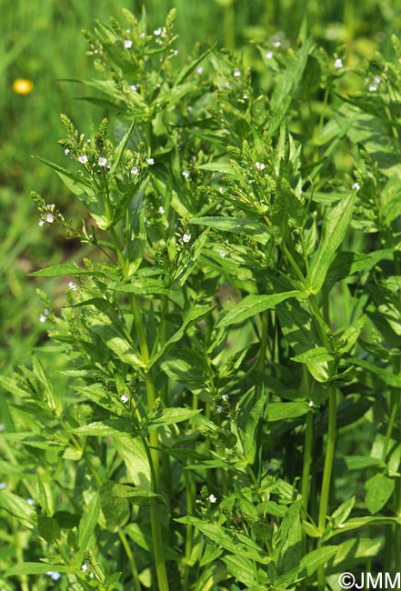 Veronica anagalloides