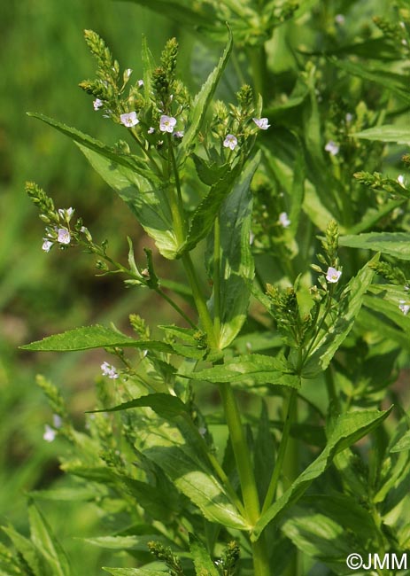 Veronica anagalloides