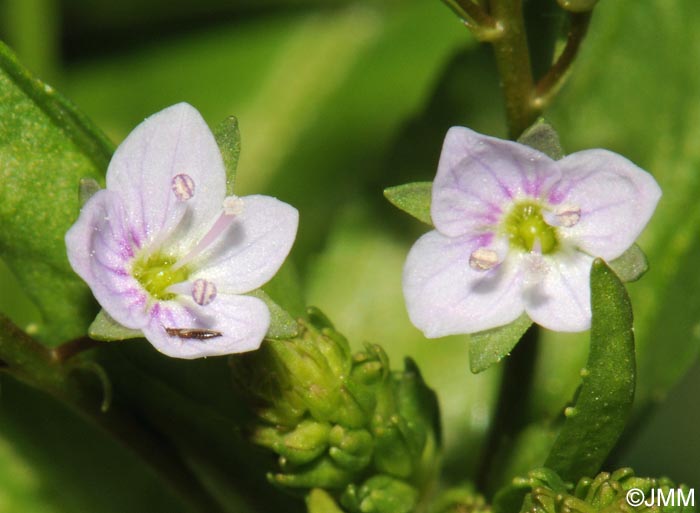 Veronica anagalloides