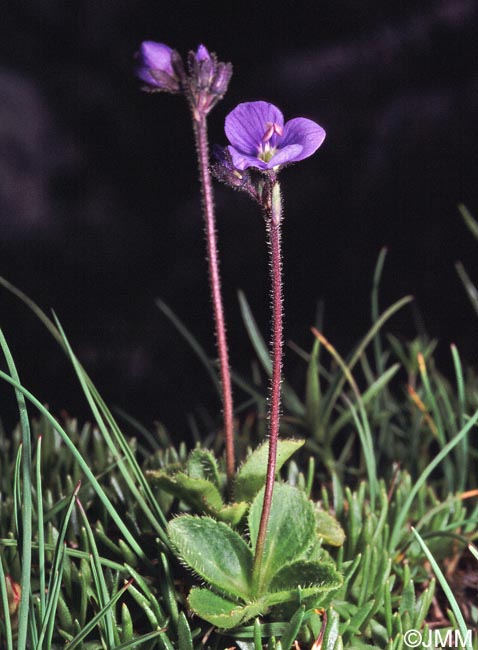 Veronica aphylla