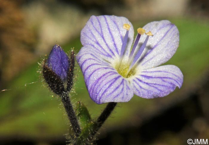 Veronica aphylla