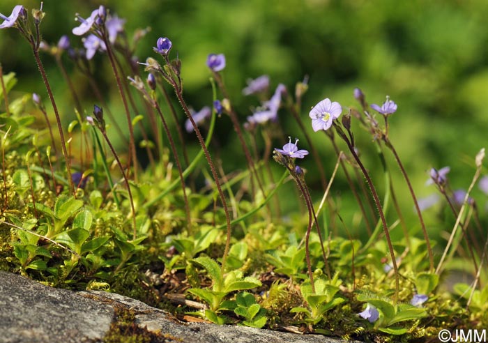 Veronica aphylla