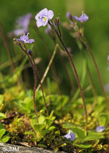 Veronica aphylla