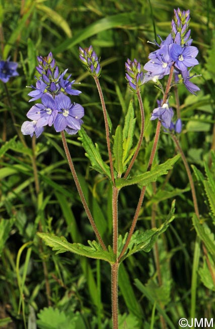 Veronica austriaca subsp. dentata = Veronica teucrium