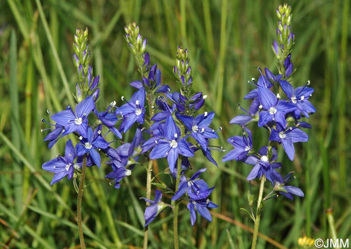 Veronica austriaca subsp. dentata = Veronica teucrium