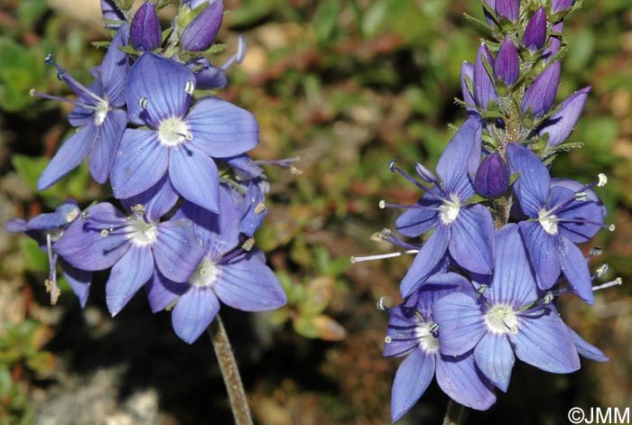 Veronica austriaca subsp. dentata = Veronica teucrium