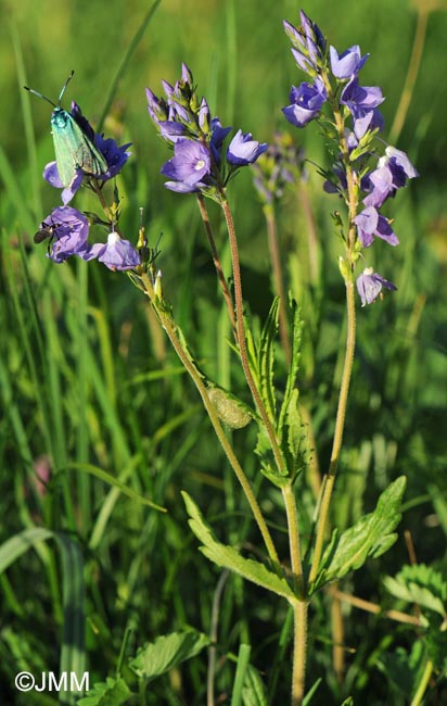 Veronica austriaca subsp. dentata = Veronica teucrium