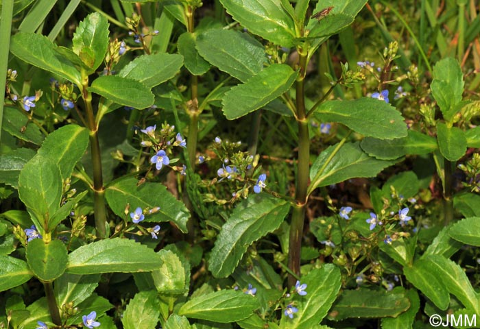 Veronica beccabunga