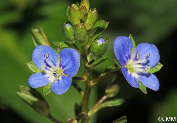 Veronica beccabunga