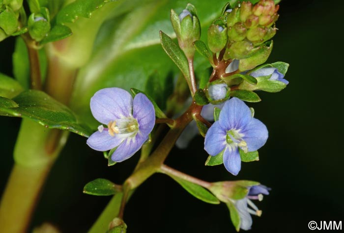 Veronica beccabunga