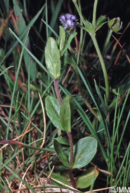 Veronica bellidioides