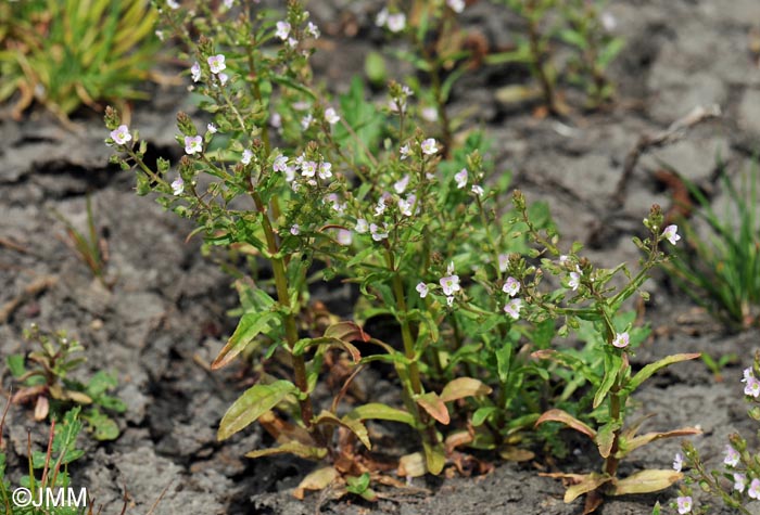 Veronica catenata