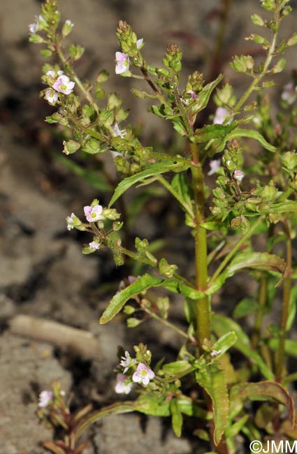 Veronica catenata