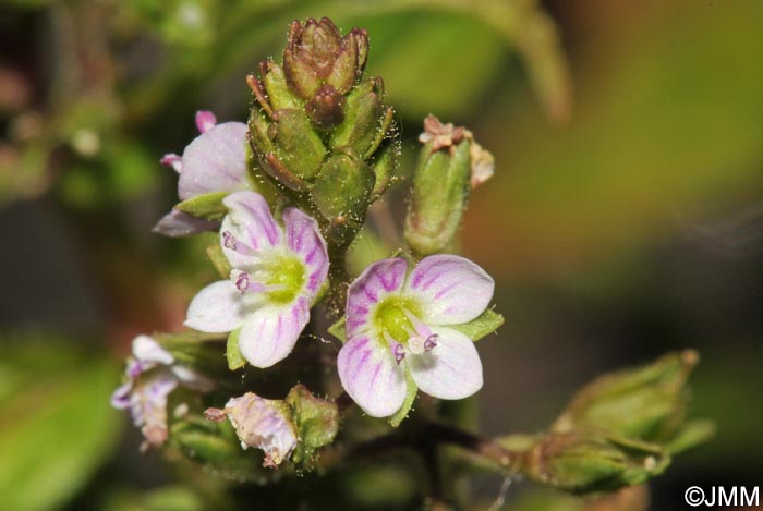 Veronica catenata