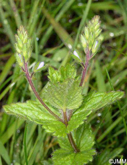 Veronica chamaedrys