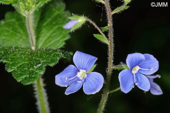 Veronica chamaedrys