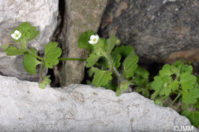 Veronica cymbalaria