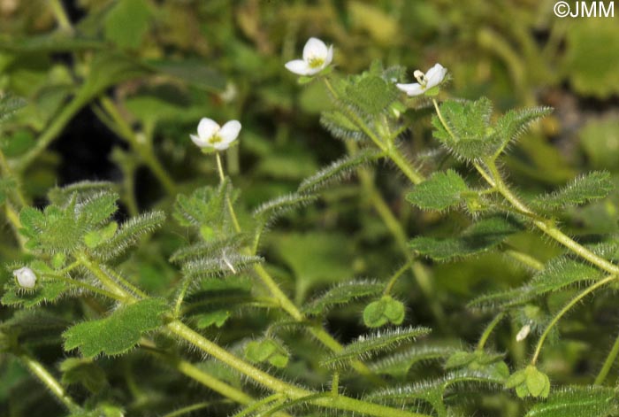 Veronica cymbalaria