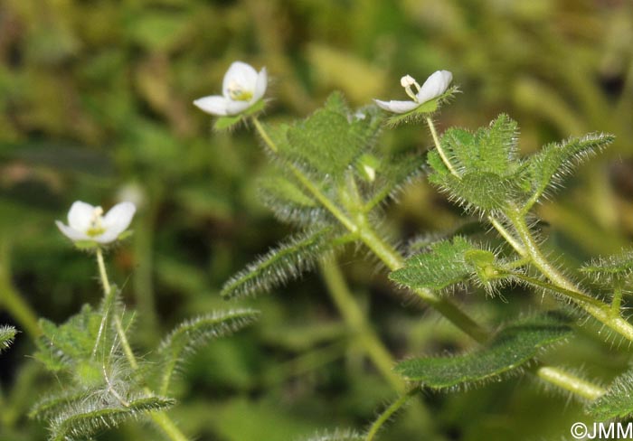 Veronica cymbalaria