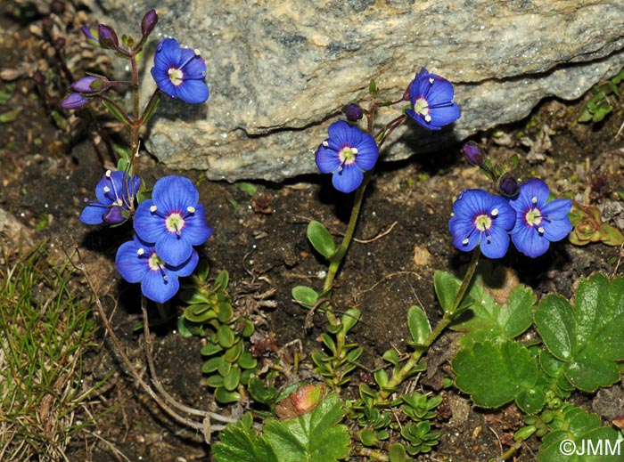 Veronica fruticans