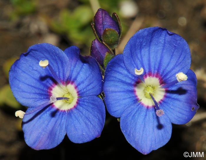 Veronica fruticans