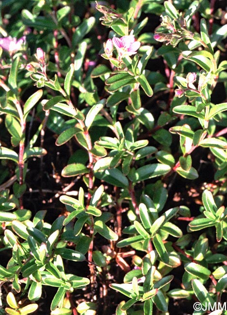 Veronica fruticulosa