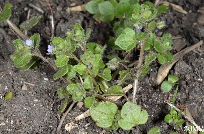 Veronica hederifolia