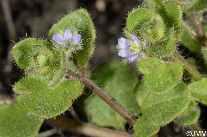 Veronica hederifolia