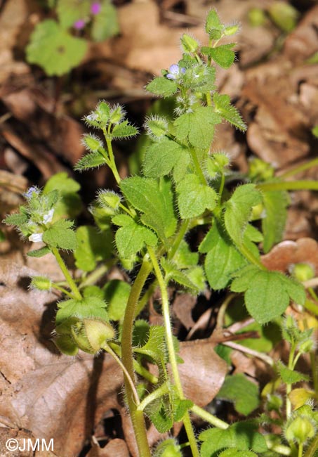 Veronica hederifolia