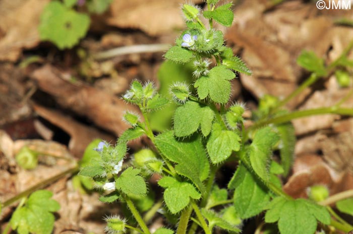 Veronica hederifolia