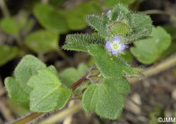 Veronica hederifolia