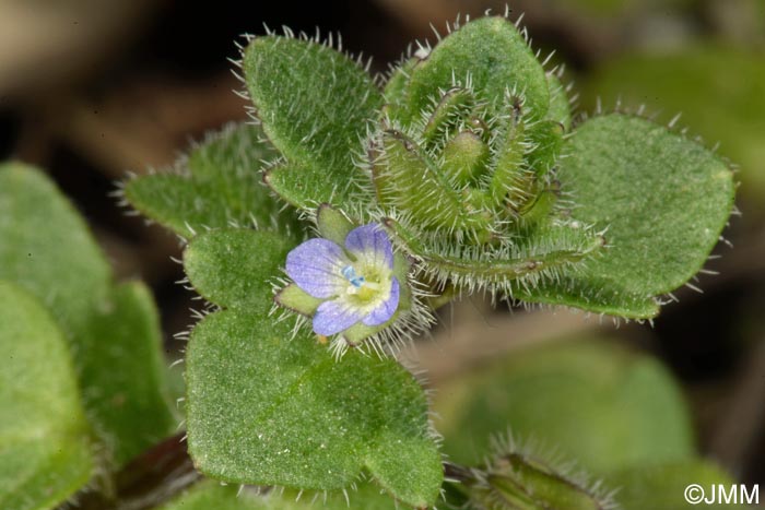 Veronica hederifolia