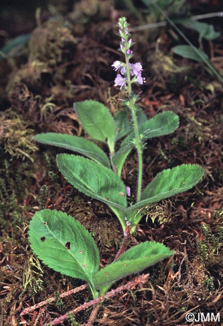 Veronica officinalis