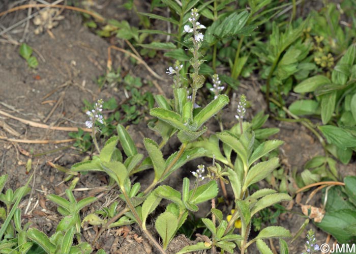 Veronica officinalis