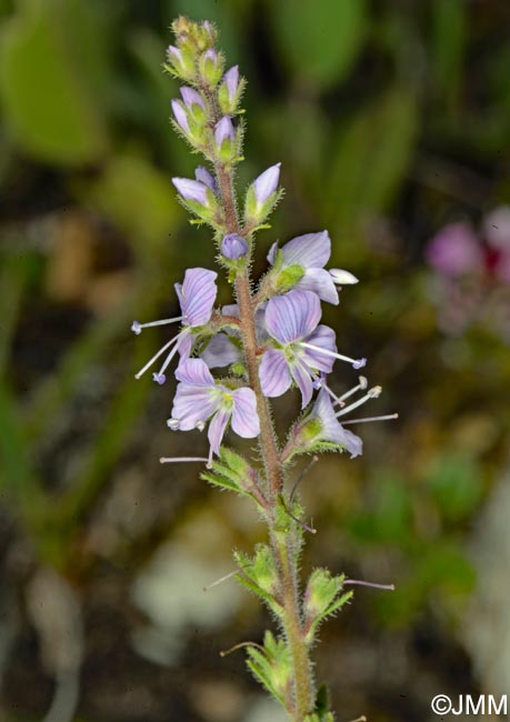 Veronica officinalis