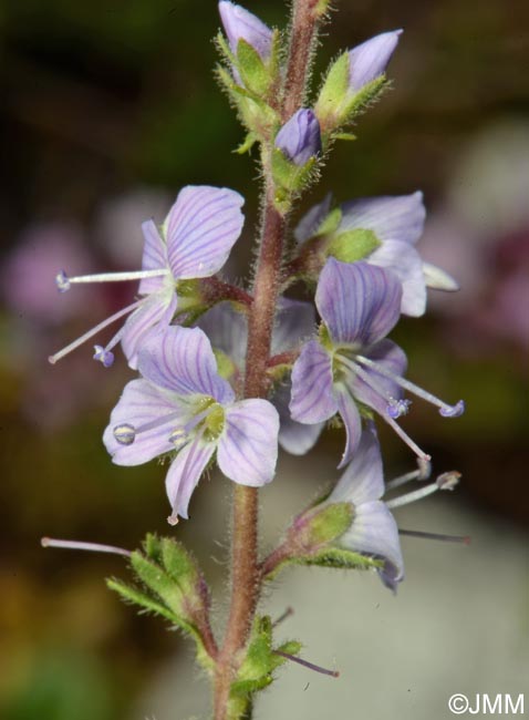 Veronica officinalis