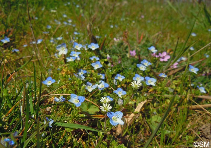 Veronica persica