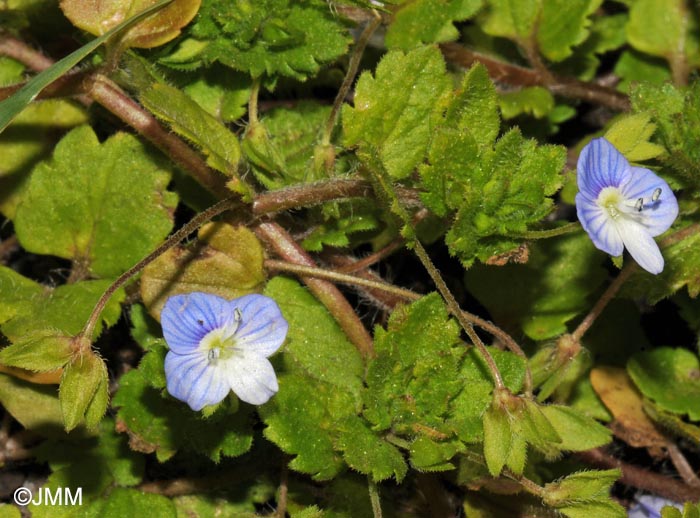 Veronica persica