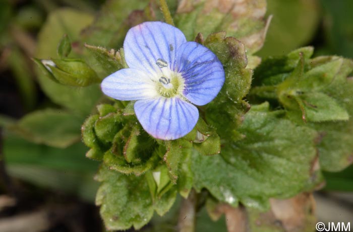 Veronica persica