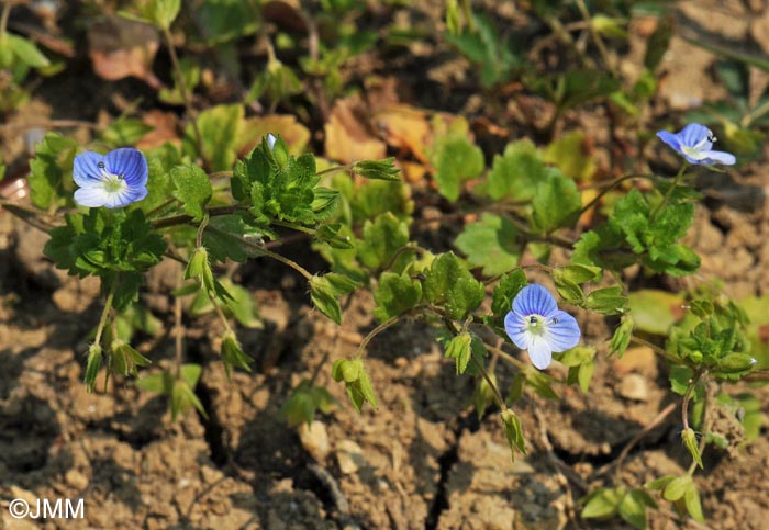 Veronica persica